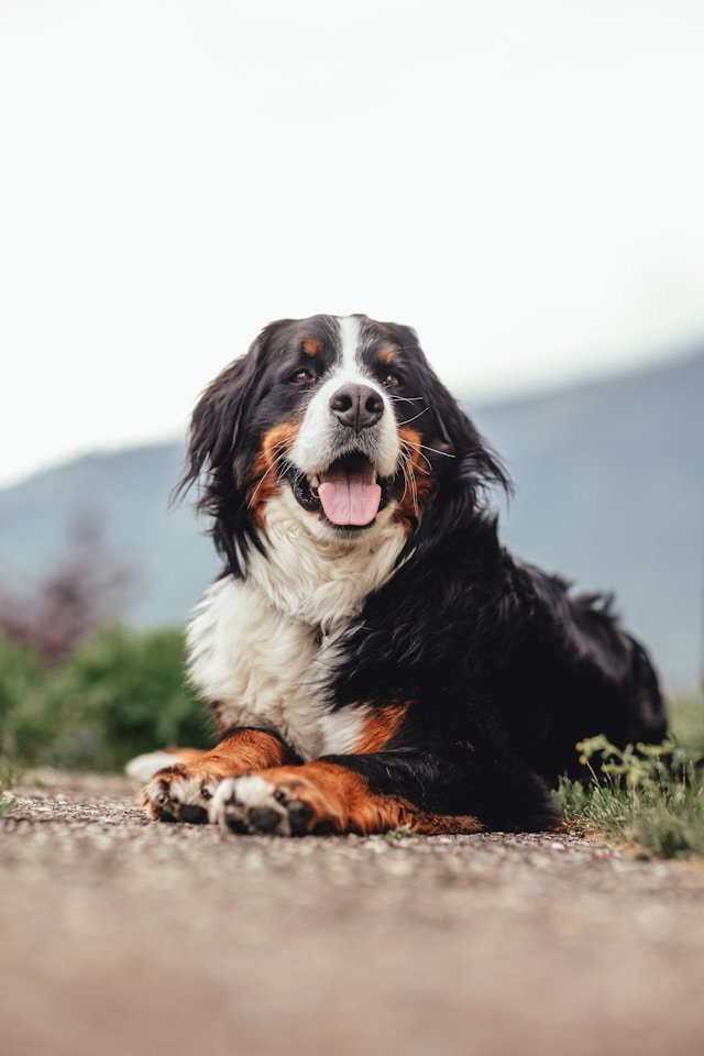 Guess the dog breed