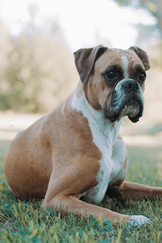 Guess the dog breed