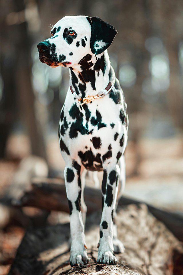 Guess the dog breed