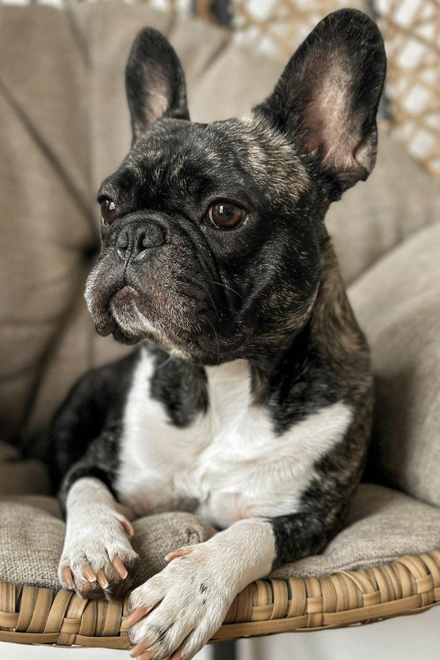 Guess the dog breed
