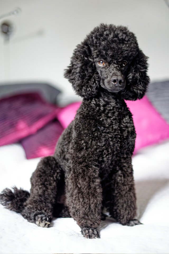 Guess the dog breed