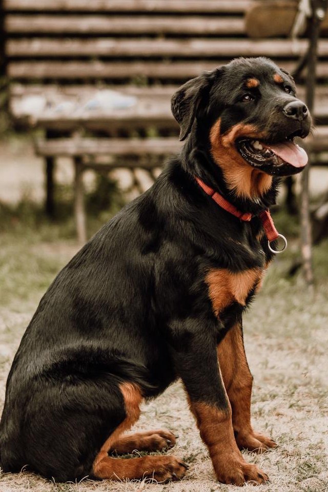 Guess the dog breed