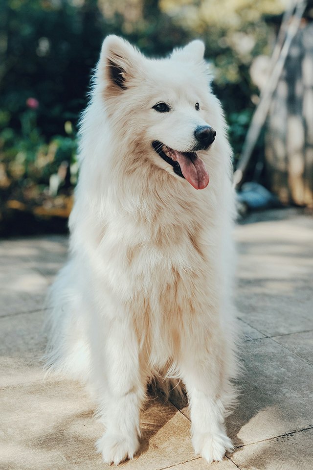 dog breed quiz - Guess the dog breed