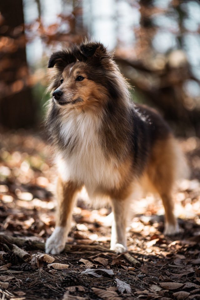 Guess the dog breed