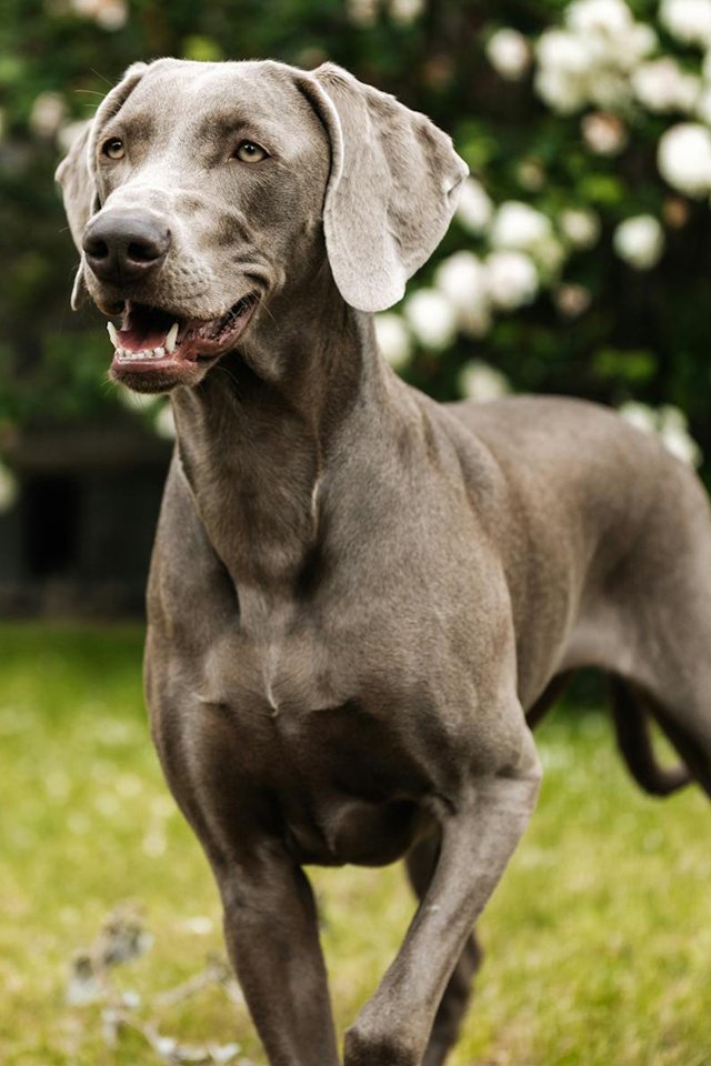 Guess the dog breed