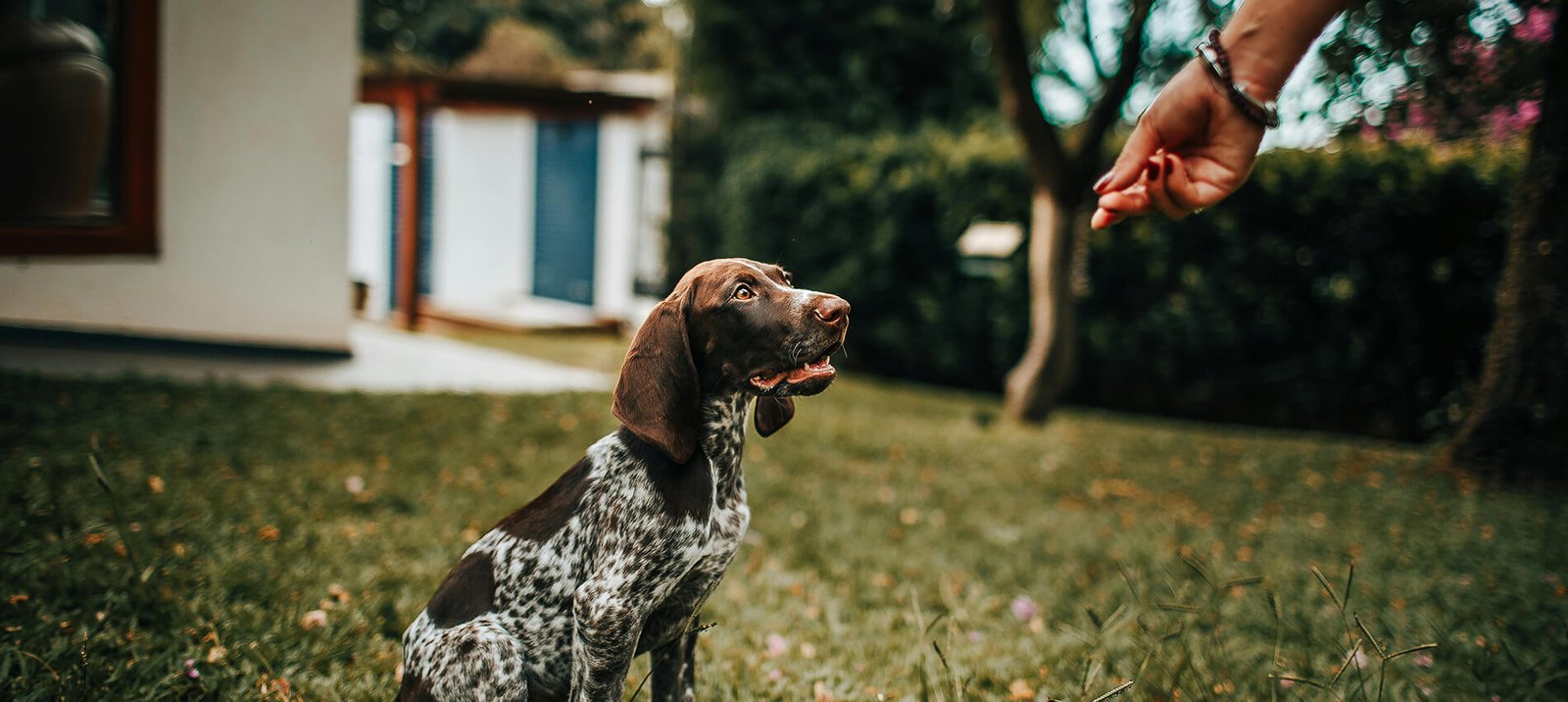 Dog Training Tips