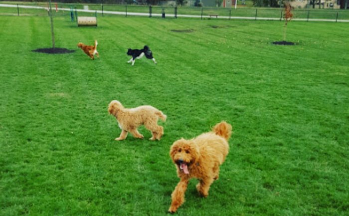 Centennial Park Dog Park